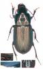 Harpalus cupreus